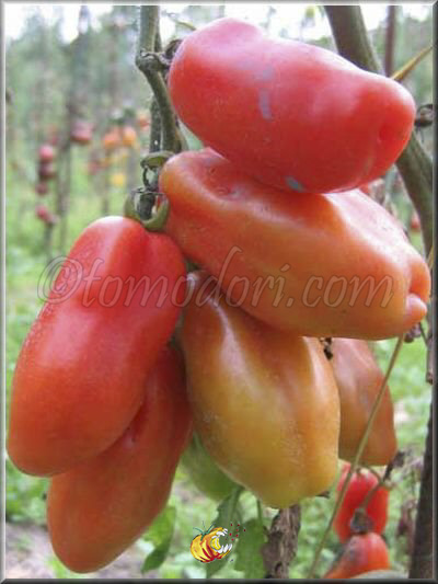 Tomate San Marzano Lungo