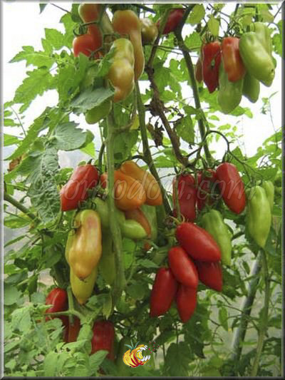 Tomate San Marzano Lungo