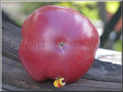 Tomate Sandul Moldovan