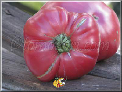 Tomate Sandul Moldovan
