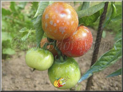 Tomate Sasha Altai
