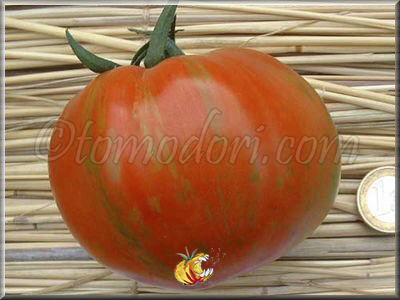 Tomate Schimmeig Creg