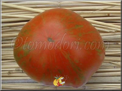 Tomate Schimmeig Creg