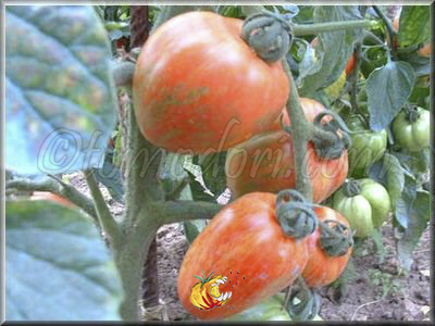 Tomate Schimmeig Creg