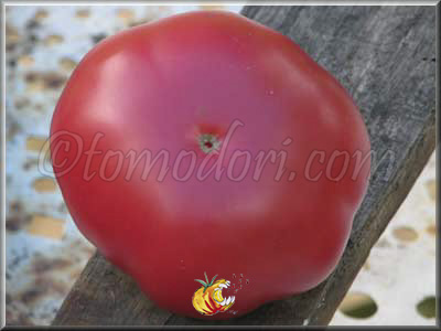 Tomate Schlesische Himbeere