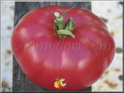 Tomate Schlesische Himbeere