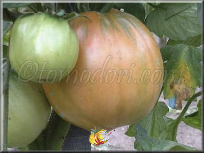 Tomate Serafino
