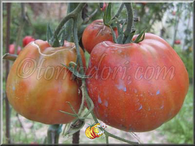 Tomate Serafino
