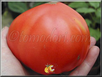 Tomate Shuntukski Giant