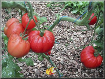 Tomate Shuntukski Giant