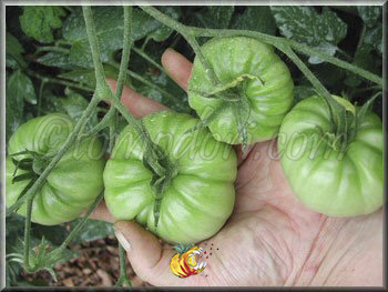 Tomate Shuntukski Giant