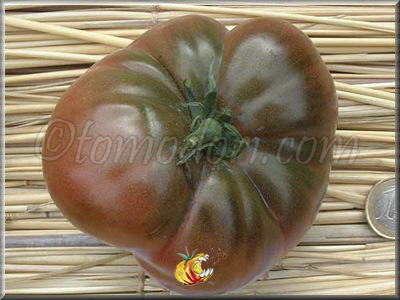Tomate Siniy