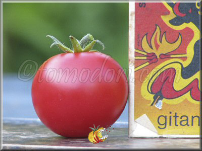 Tomate Smoky Mountain