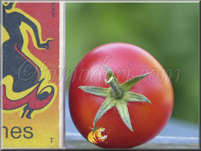 Tomate Smoky Mountain