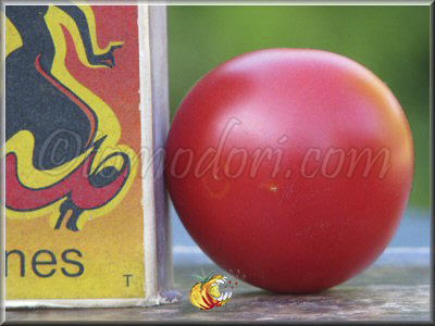 Tomate Smoky Mountain