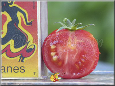 Tomate Smoky Mountain