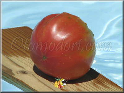 Tomate Sorrento