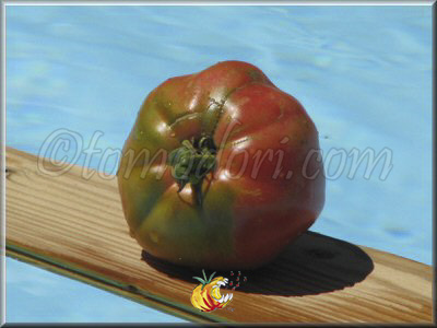 Tomate Sorrento