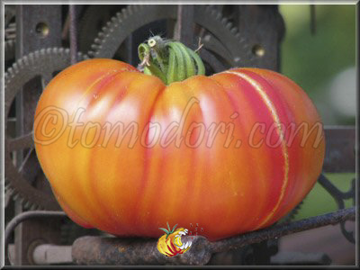 Tomate Striped German
