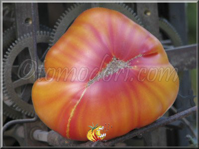 Tomate Striped German