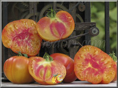 Tomate Striped German