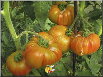 Tomate Striped German