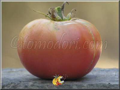 Tomate Stump Of The World