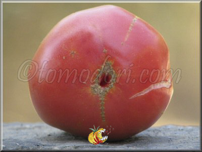 Tomate Stump Of The World