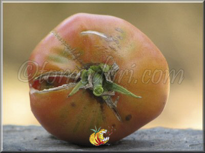 Tomate Stump Of The World