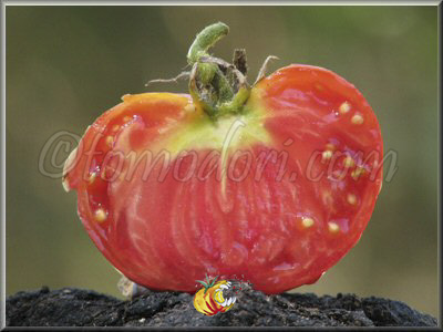 Tomate Stump Of The World