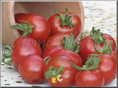 Tomate Stupice