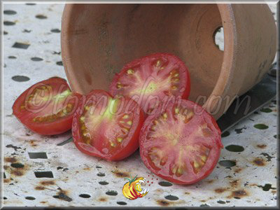 Tomate Stupice