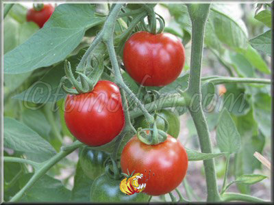 Tomate Stupice