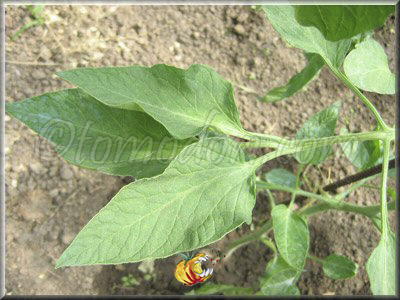 Tomate Stupice