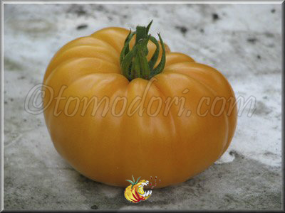 Tomate Summer Cider Apricot