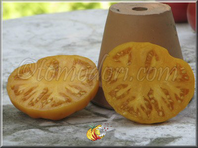 Tomate Summer Cider Apricot