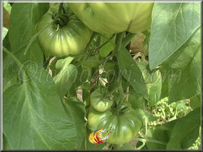 Tomate Summer Cider Apricot