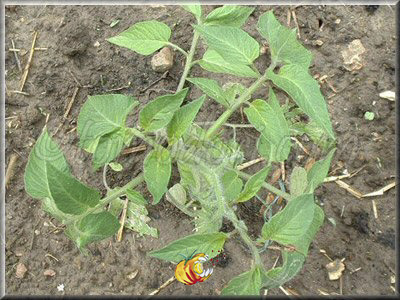 Tomate Summer Cider Apricot