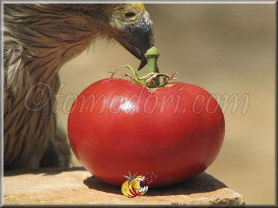 Tomate Super Sioux