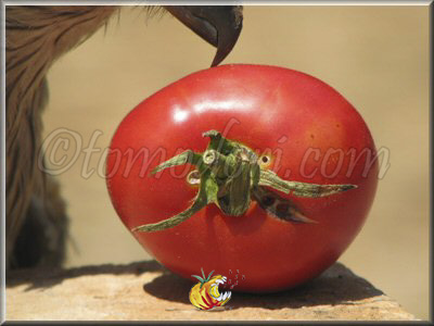 Tomate Super Sioux
