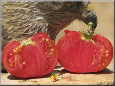 Tomate Super Sioux