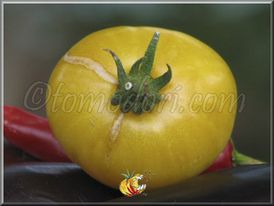Tomate T.C.Jones