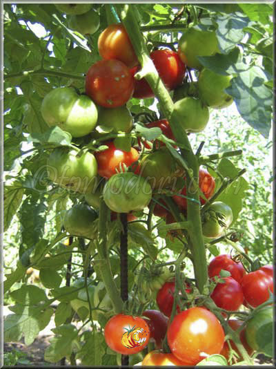 Tomate Tecoh Teepee