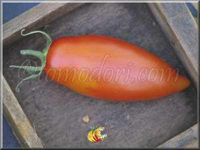 Tomate Tegucigalpa