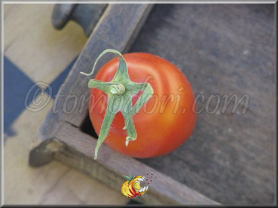 Tomate Tegucigalpa