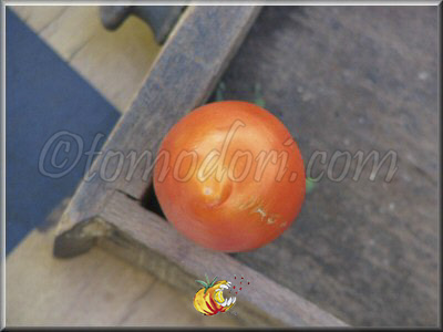 Tomate Tegucigalpa