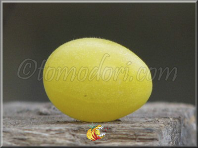 Tomate Tempête de Sable