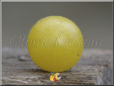 Tomate Tempête de Sable