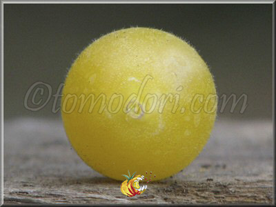 Tomate Tempête de Sable