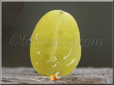 Tomate Tempête de Sable